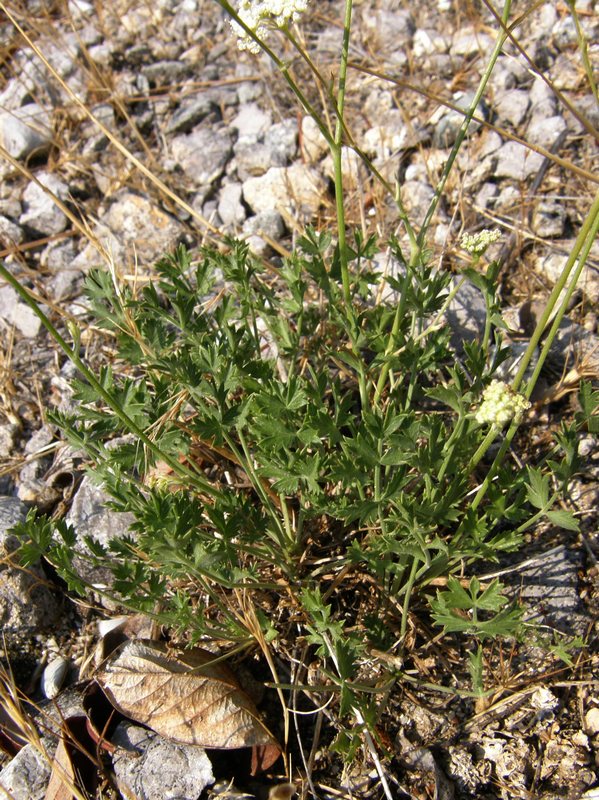 Изображение особи Pimpinella tragium.