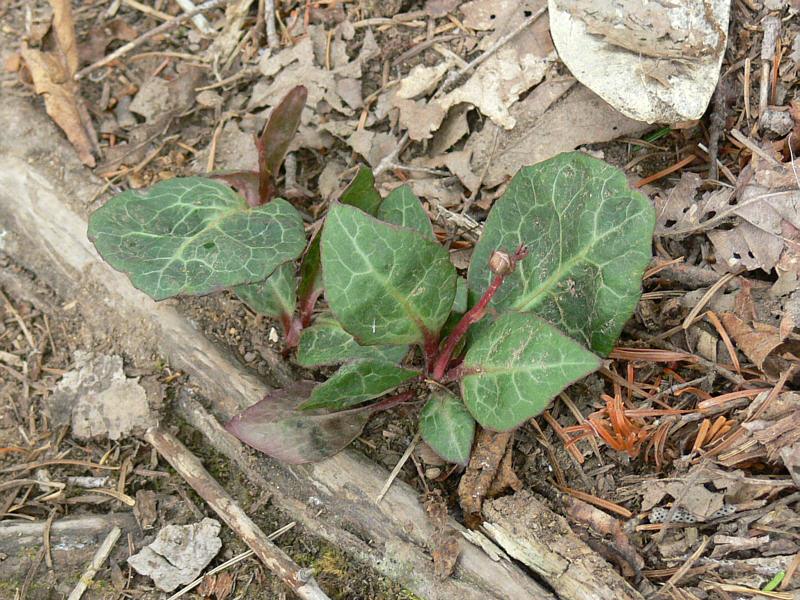 Image of Pyrola japonica specimen.