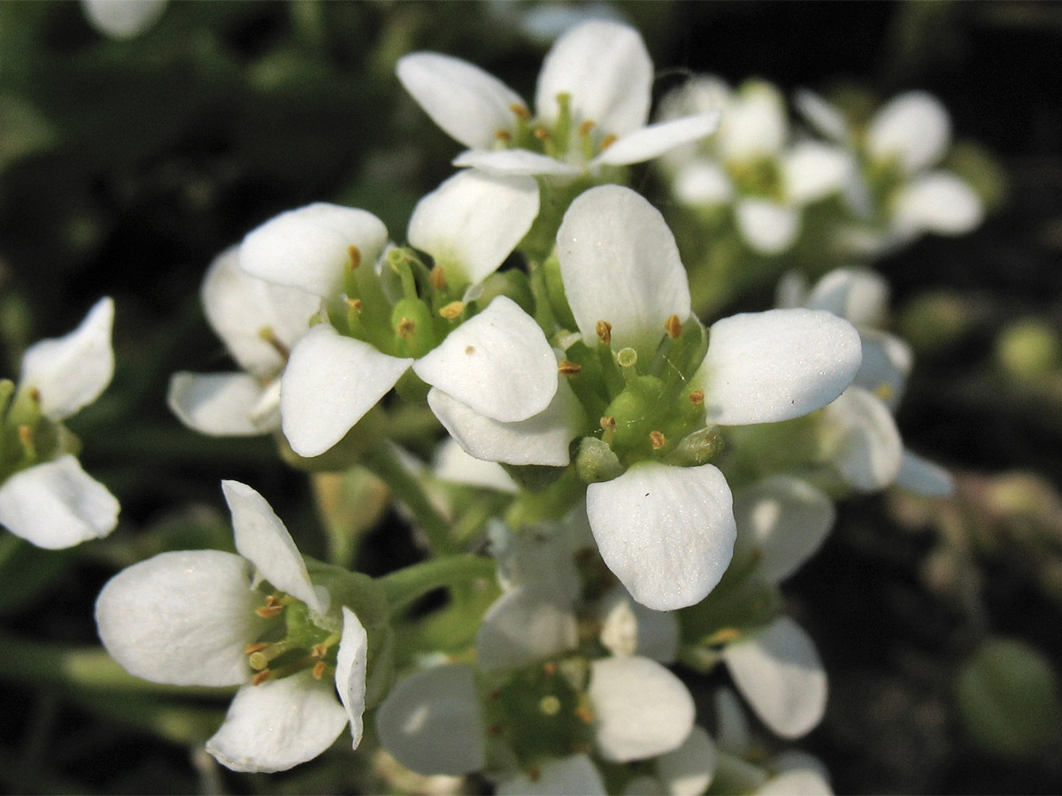 Изображение особи Cochlearia anglica.