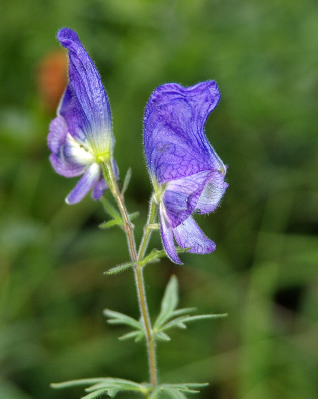 Image of Aconitum volubile specimen.