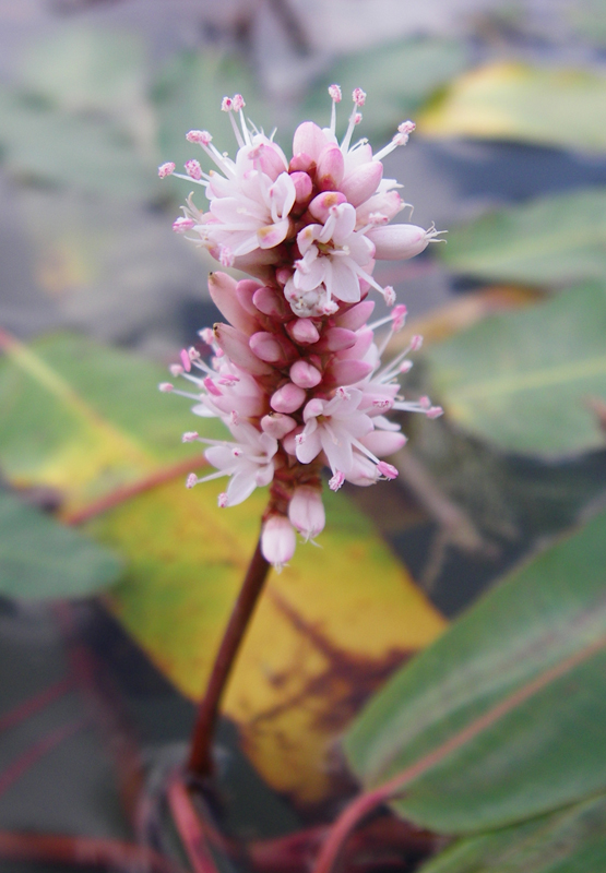 Image of Persicaria amphibia specimen.