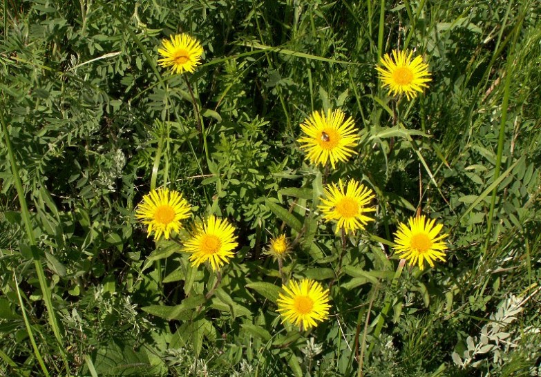 Image of Inula hirta specimen.