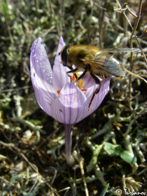 Image of Crocus pallasii specimen.