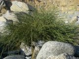 Ephedra distachya