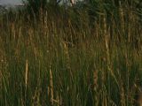 Elytrigia repens