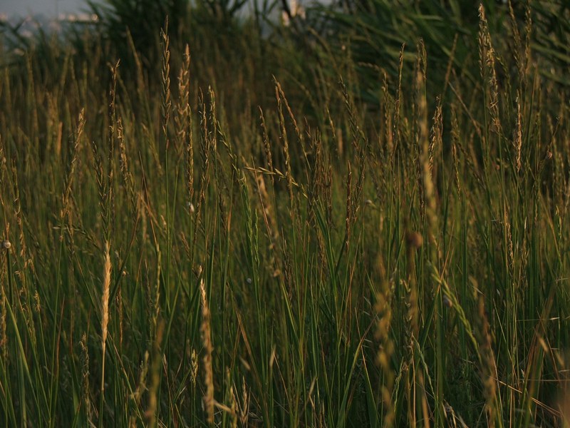 Image of Elytrigia repens specimen.