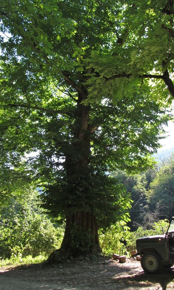 Image of Castanea sativa specimen.