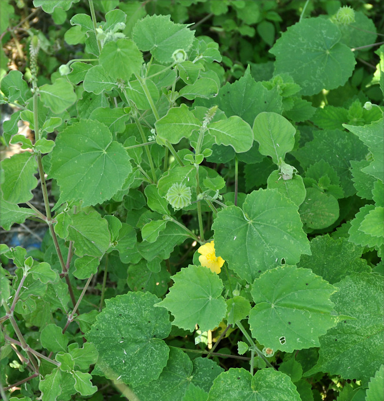 Image of Abutilon indicum specimen.