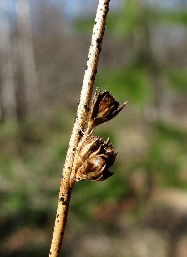 Image of Juncus filiformis specimen.