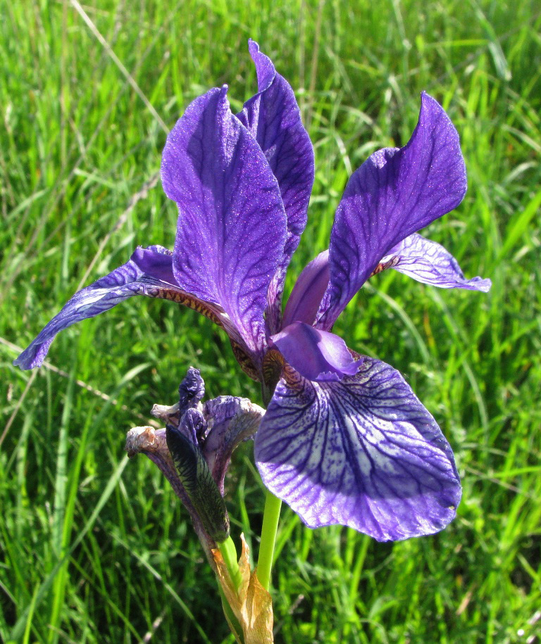 Изображение особи Iris sibirica.