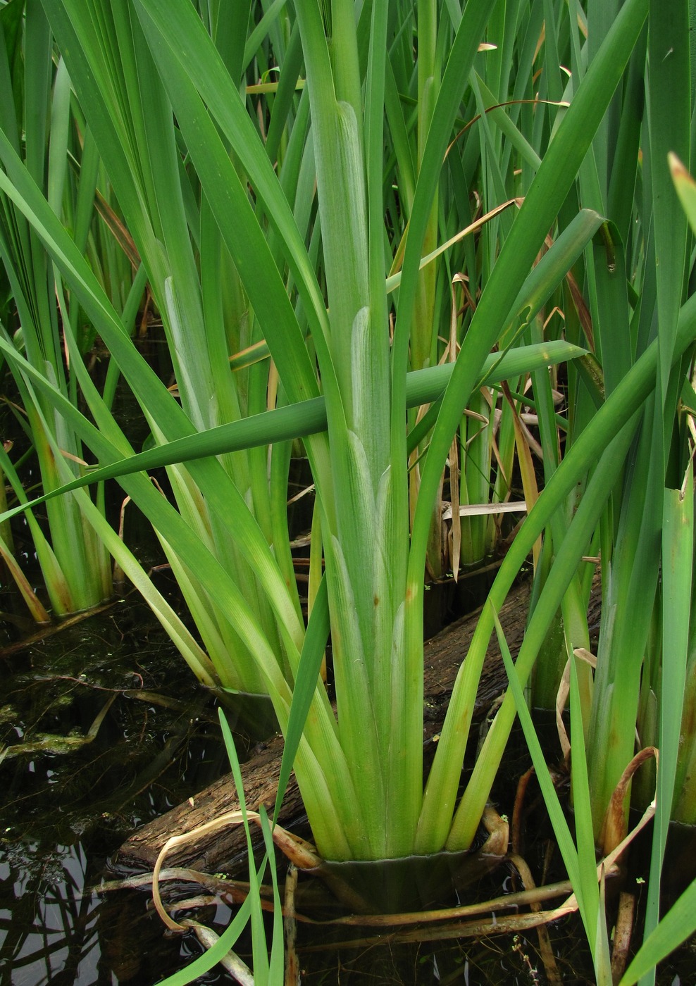 Image of Typha latifolia specimen.