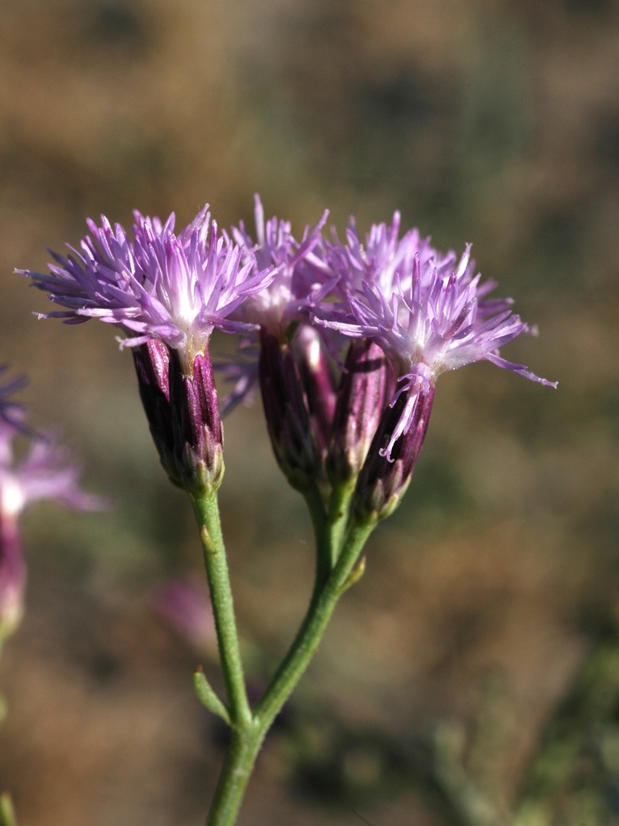 Image of Saussurea salsa specimen.