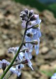 Myosotis alpestris. Верхушка соцветия. Краснодарский край, хр. Аибга, ≈ 2400 м н.у.м., каменистое место. 02.07.2015.