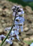 Myosotis alpestris