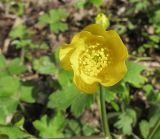 Ranunculus constantinopolitanus