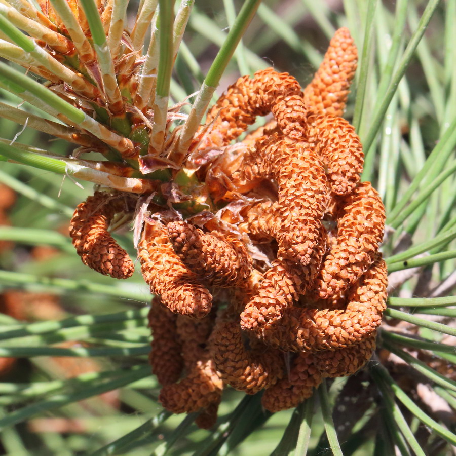 Изображение особи Pinus pallasiana.