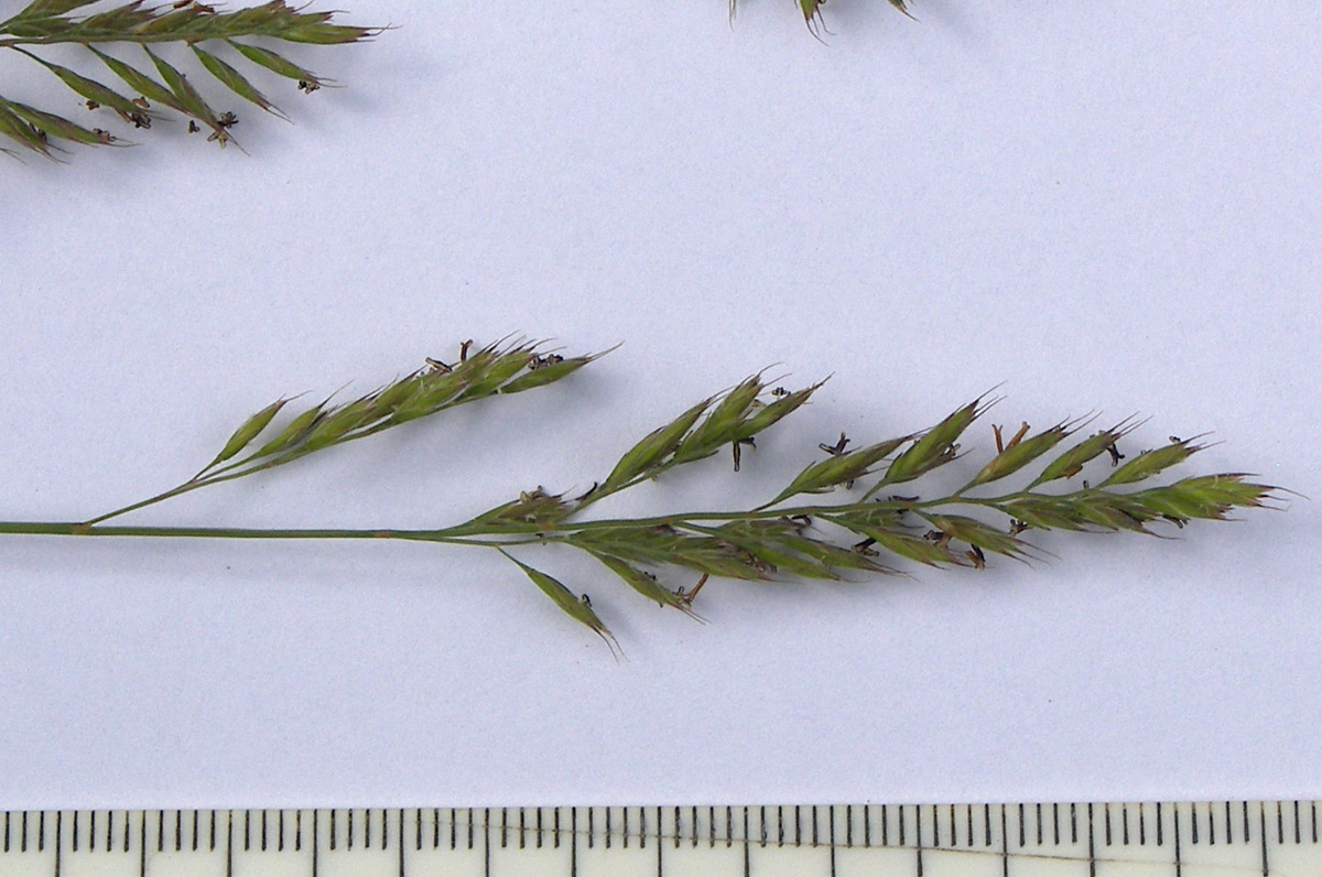 Image of Festuca elbrusica specimen.