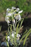 Erysimum linifolium. Верхушка соцветия c цветками и завязавшимися плодами. США, Калифорния, Монтерей, побережье океана, в озеленении. 17.02.2014.