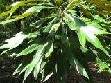 Grevillea baileyana