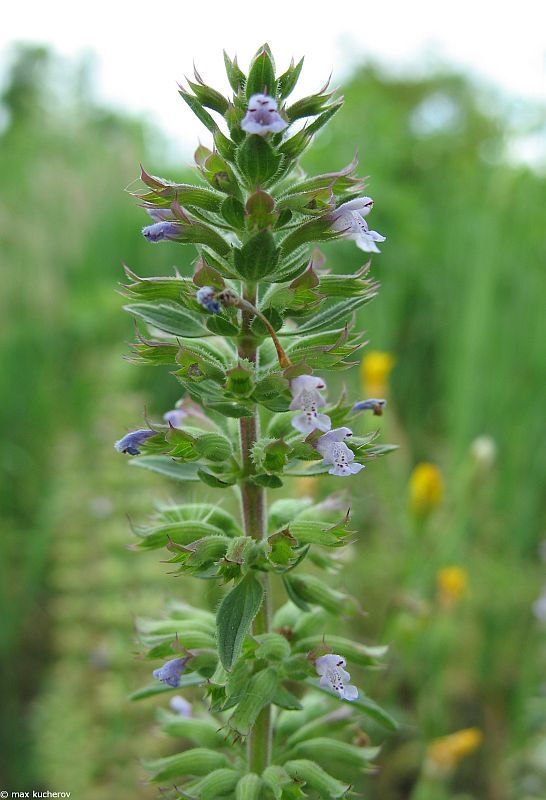 Image of Dracocephalum thymiflorum specimen.