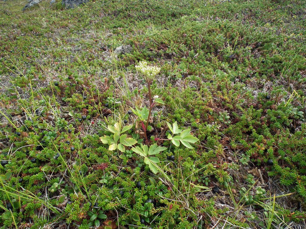 Изображение особи Ligusticum scoticum.