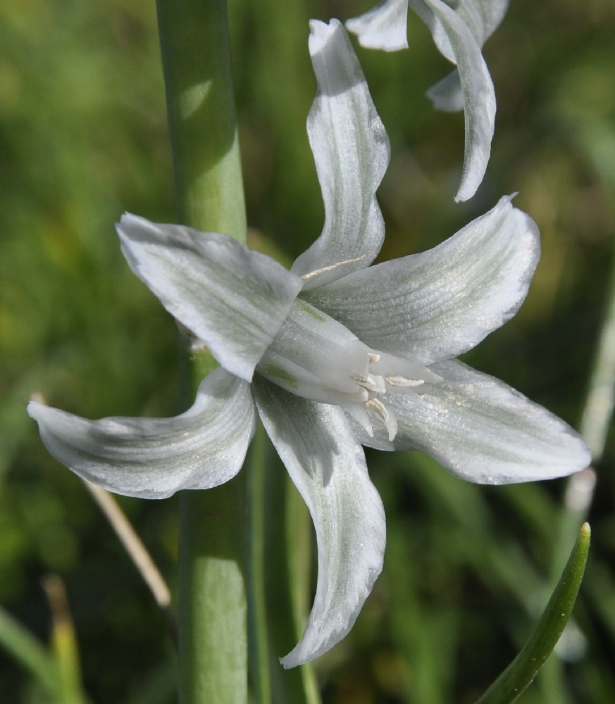 Изображение особи Ornithogalum nutans.