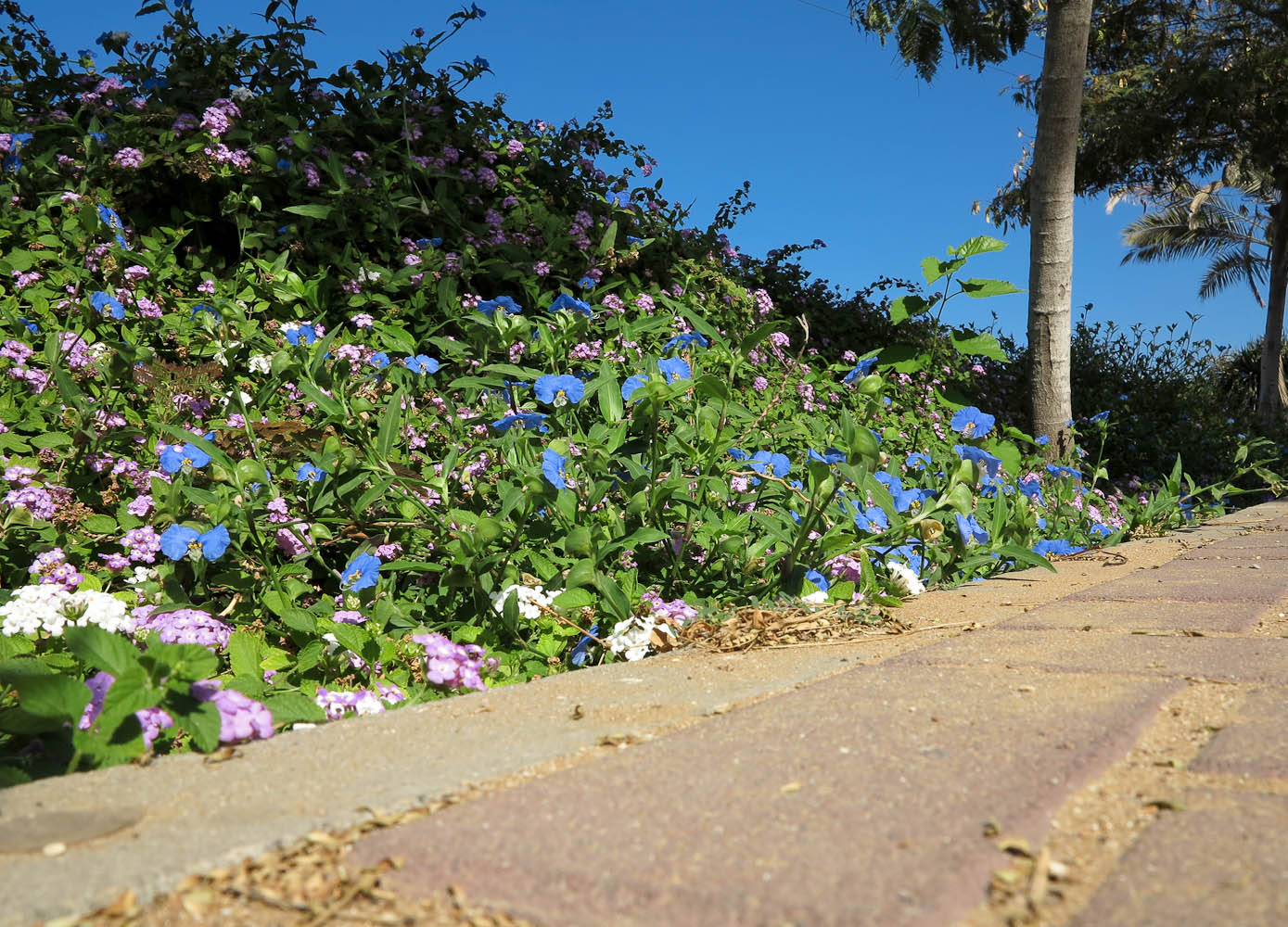 Изображение особи Commelina erecta.