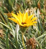 род Gazania