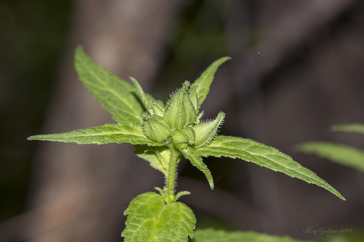 Image of Campanula trachelium specimen.