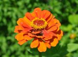 Zinnia elegans. Соцветие. Московская обл., Шатурский р-н, окр. пос. Туголесский Бор, садовый участок. 08.08.2014.