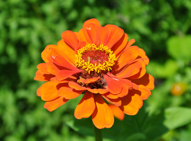 Изображение особи Zinnia elegans.