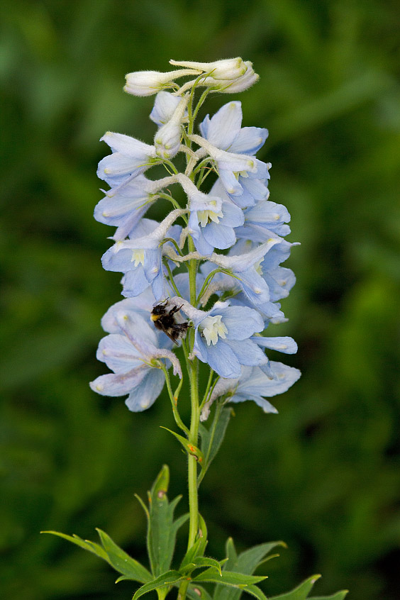 Image of Delphinium &times; phoeniceum specimen.