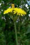 genus Pilosella. Верхушка цветущего растения. Челябинская обл., окр. г. Челябинск, Золотая горка, берёзовый лес. 30.06.2014.