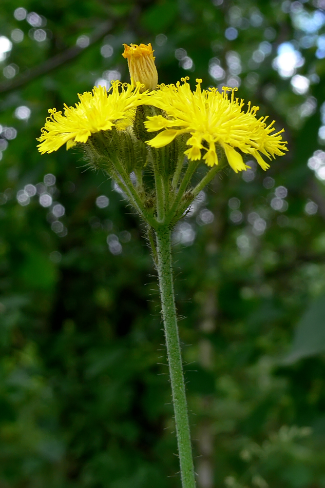 Image of genus Pilosella specimen.