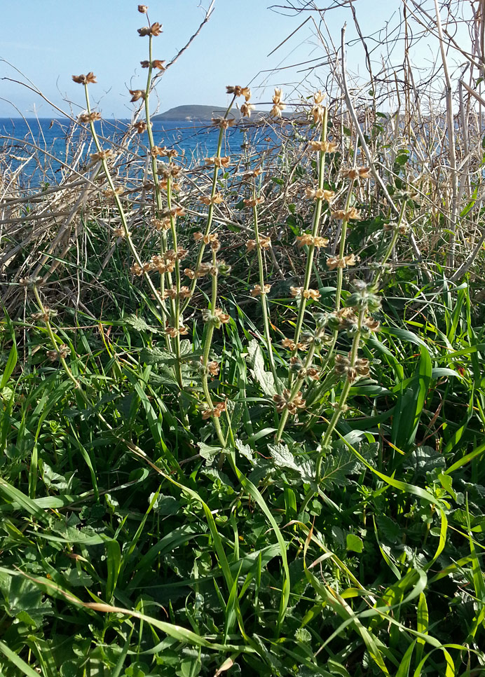 Image of Salvia verbenaca specimen.