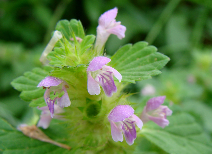 Изображение особи Galeopsis bifida.