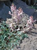 Corydalis schanginii. Цветущее растение. Казахстан, хр. Шолак, северней вдхр. Капчагай, среди камней. 13.04.2012.