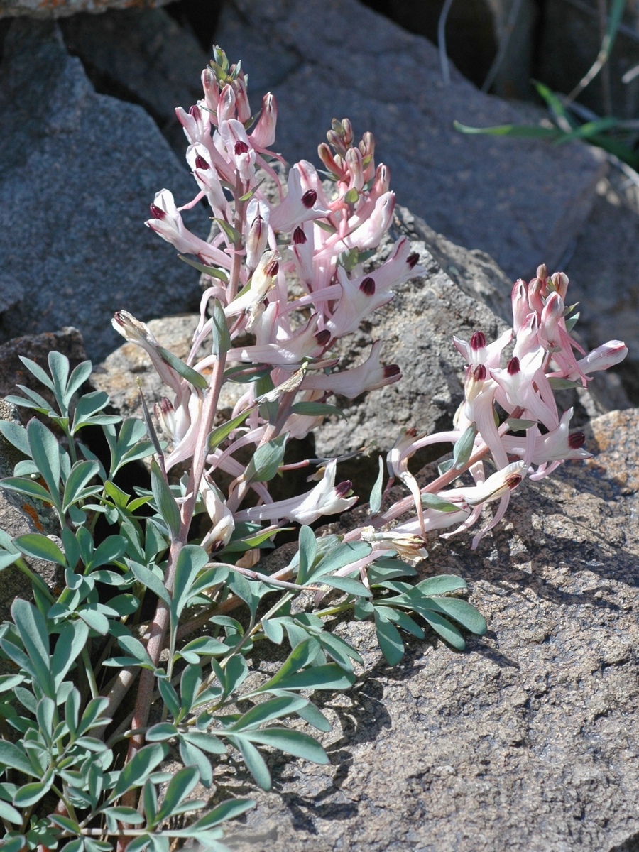 Image of Corydalis schanginii specimen.