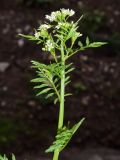 Cardamine impatiens