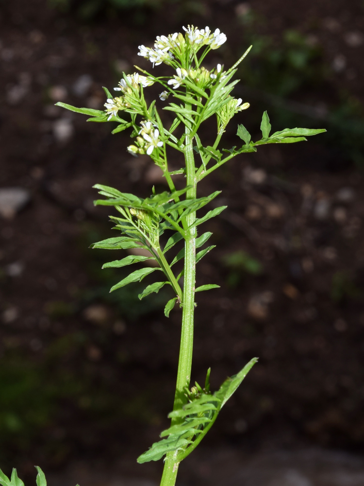 Изображение особи Cardamine impatiens.