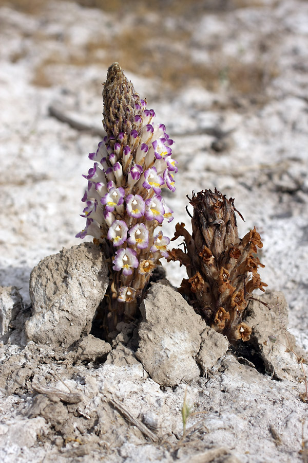 Image of Cistanche salsa specimen.