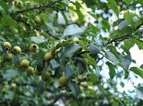 Pyrus pyraster