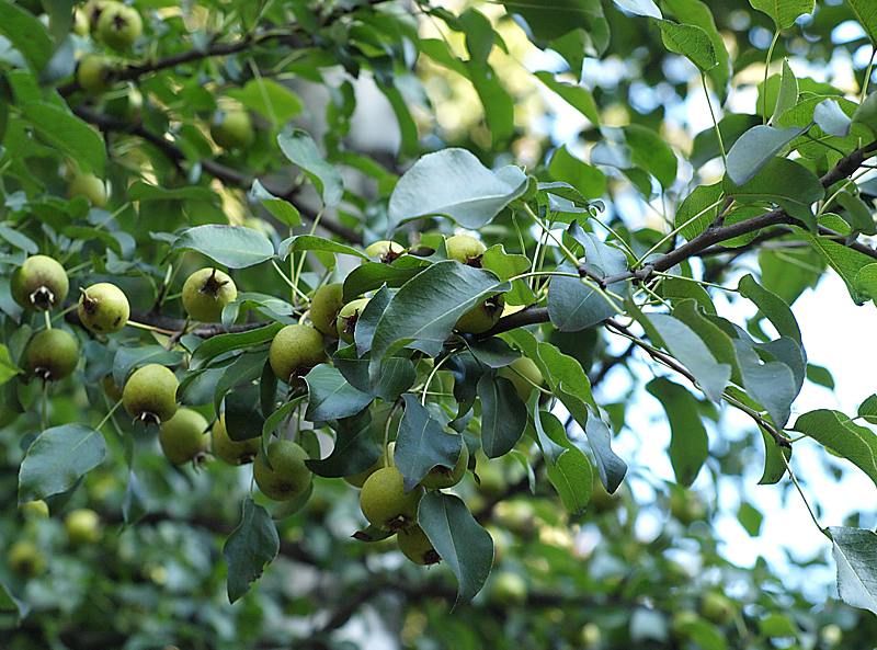 Image of Pyrus pyraster specimen.