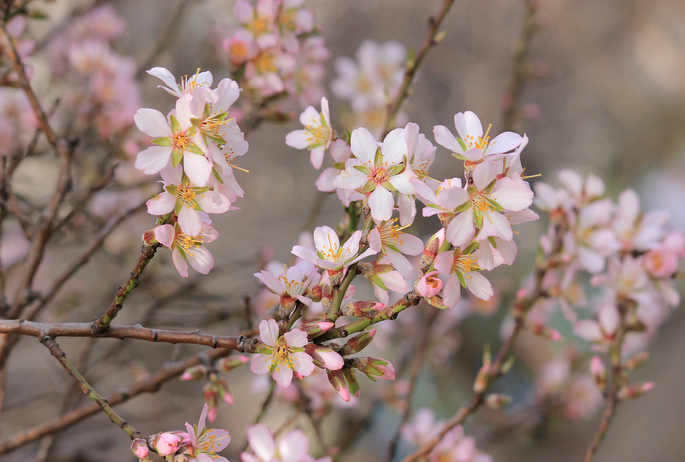 Изображение особи Amygdalus communis.