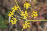 Ferula karataviensis. Соцветие. Южный Казахстан, Сырдарьинский Каратау, р-н перевала Куюк. 30.05.2015.