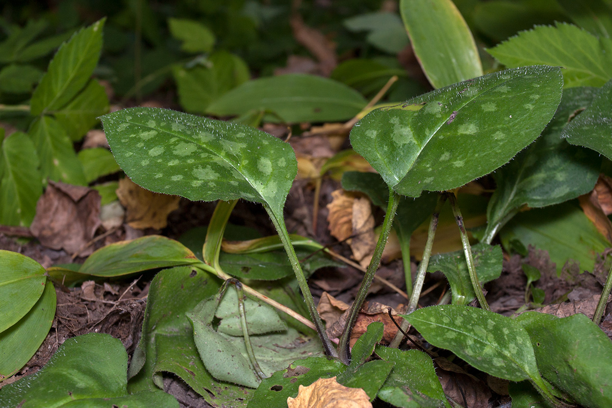 Image of Pulmonaria obscura specimen.