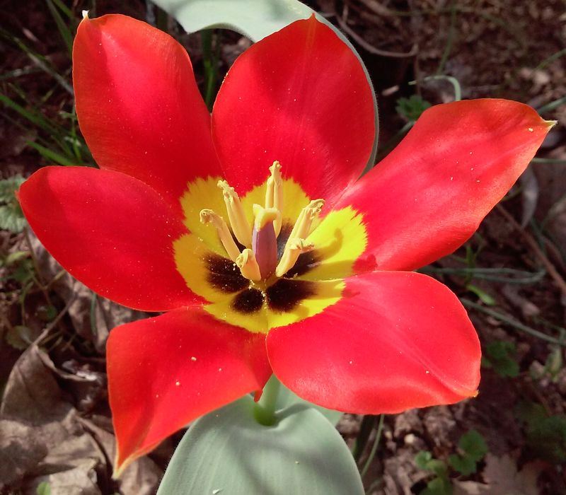 Изображение особи Tulipa uzbekistanica.