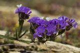 Limonium sinuatum