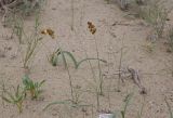 Carex physodes