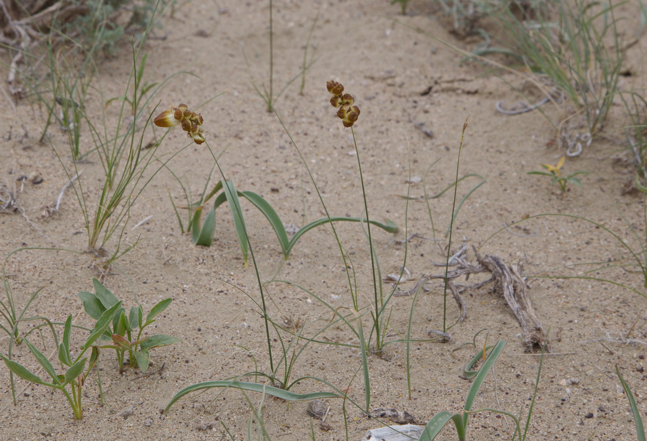 Изображение особи Carex physodes.